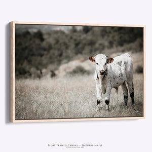 Longhorn Calf Canvas | Texas Longhorn Art - Rustic Farmhouse Wall Decor Print