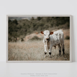 Longhorn Calf Canvas | Texas Longhorn Art - Rustic Farmhouse Wall Decor Print