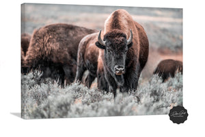 Buffalo wall art – Great Plains wildlife wall decor by Debra Gail Fine Art