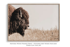 A close-up of a bison's head in a field of tall grass, with a natural wood-framed print of the image available.