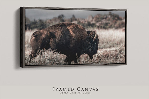 Debra Gail Fine Art 20x10 Black Float Framed Canvas AMERICAN BISON PANORAMIC PHOTOGRAPHY 2:1