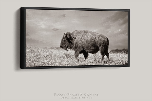 Debra Gail Fine Art 20x10 Black Float Framed Canvas WIDE BISON WALL ART - PANORAMIC PICTURE