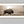 Debra Gail Fine Art 20x10 Print AMERICAN BUFFALO PANORAMIC IN SEPIA 2:1 No. 4148