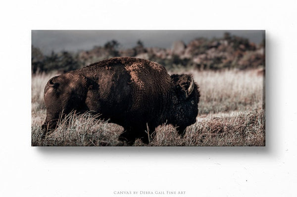 Debra Gail Fine Art 20x10 Solid Face Canvas AMERICAN BISON PANORAMIC PHOTOGRAPHY 2:1