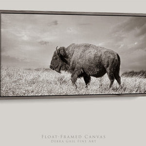 Debra Gail Fine Art 20x10 Walnut Float Framed Canvas WIDE BISON WALL ART - PANORAMIC PICTURE