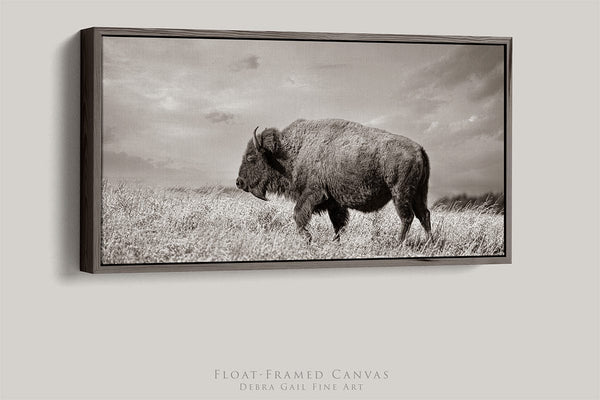 Debra Gail Fine Art 20x10 Walnut Float Framed Canvas WIDE BISON WALL ART - PANORAMIC PICTURE