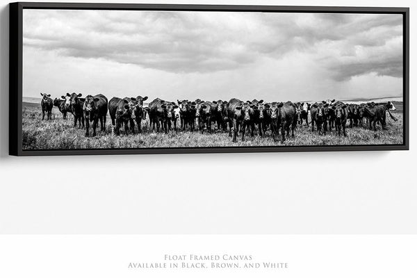 Debra Gail Fine Art 36x12 Black Float Framed Canvas BLACK ANGUS ART PRINT - WIDE FARMHOUSE DECOR 3:1