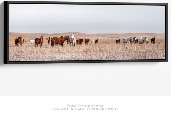 Debra Gail Fine Art 36x12 Black Float Framed Canvas WILD HORSES PANORAMIC PRINT - KANSAS PHOTOGRAPHY 3:1