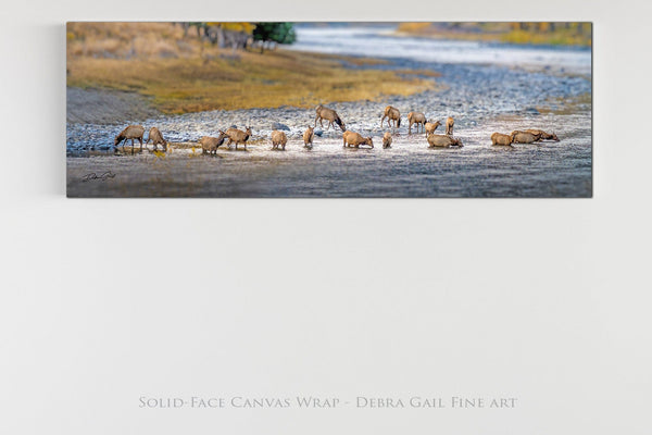 Debra Gail Fine Art 36X12 Solid-Face Canvas ELK HERD IN PARADISE VALLEY - MONTANA PHOTOGRAPHY 3:1