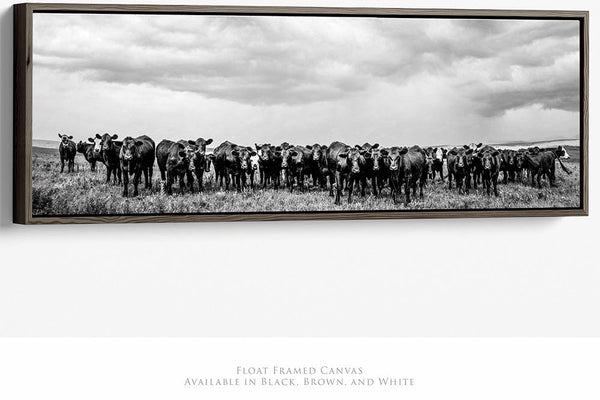 Debra Gail Fine Art 36x12 Walnut Float Framed Canvas BLACK ANGUS ART PRINT - WIDE FARMHOUSE DECOR 3:1