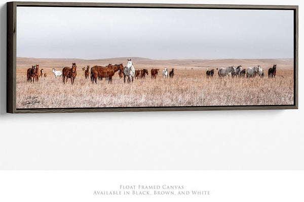 Debra Gail Fine Art 36x12 Walnut Float Framed Canvas WILD HORSES PANORAMIC PRINT - KANSAS PHOTOGRAPHY 3:1