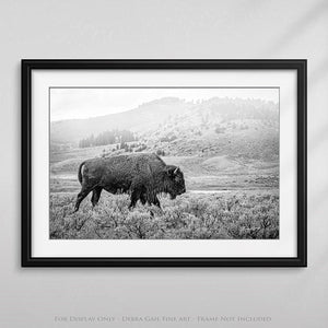 Bison wall art – black and white rustic prairie photography print by Debra Gail Fine Art