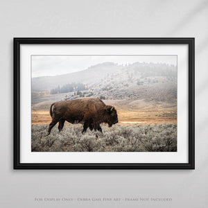 Buffalo Bison wall art canvas – rustic prairie photography print by Debra Gail Fine Art