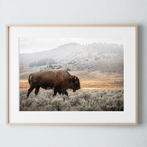 Buffalo Bison wall art canvas – rustic prairie photography print by Debra Gail Fine Art
