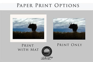 Texas Longhorn wall art – Western ranch photography print by Debra Gail Fine Art