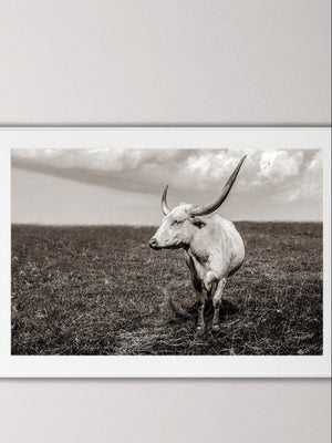 Texas Longhorn wall art – Western ranch photography print by Debra Gail Fine Art