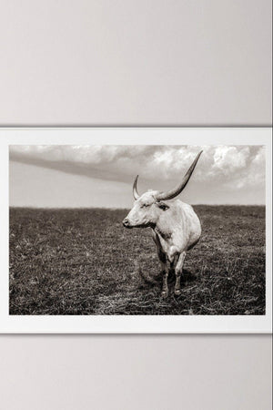 Texas Longhorn wall art – Western ranch photography print by Debra Gail Fine Art