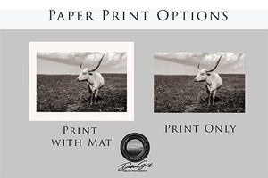 Texas Longhorn wall art – Western ranch photography print by Debra Gail Fine Art