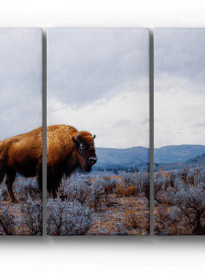 Bison triptych wall art – XL rustic farmhouse split canvas fine art print by Debra Gail Fine Art