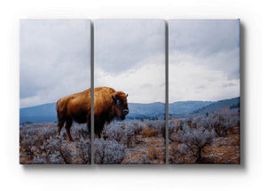 Bison triptych wall art – XL rustic farmhouse split canvas fine art print by Debra Gail Fine Art