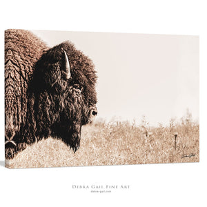 Buffalo fine art print – Great Plains wildlife wall decor by Debra Gail Fine Art