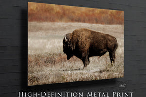 Buffalo Bison wall art canvas – rustic prairie photography print by Debra Gail Fine Art