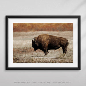 Buffalo Bison wall art canvas – rustic prairie photography print by Debra Gail Fine Art