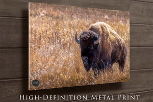 Bison wall art – neutral sepia rustic prairie photography print by Debra Gail Fine Art