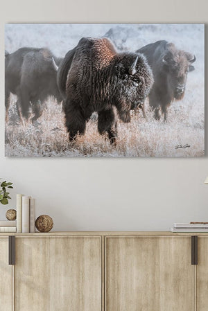 Buffalo Bison wall art canvas – rustic prairie photography print by Debra Gail Fine Art