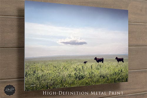 Debra Gail Fine Art BLACK ANGUS BEAUTIES - KANSAS PHOTOGRAPHY