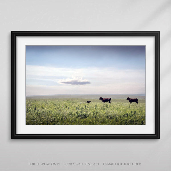 Debra Gail Fine Art BLACK ANGUS BEAUTIES - KANSAS PHOTOGRAPHY