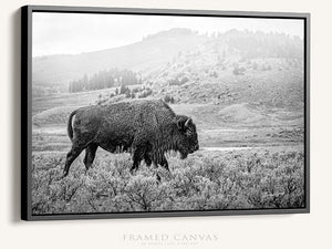 Bison wall art – black and white rustic prairie photography print by Debra Gail Fine Art