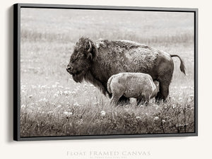 Bison wall art – rustic prairie photography print by Debra Gail Fine Art
