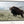 Debra Gail Fine Art Black Framed Canvas / 10x8 BIG BISON BULL ON THE PRAIRIE - RUSTIC WALL ART