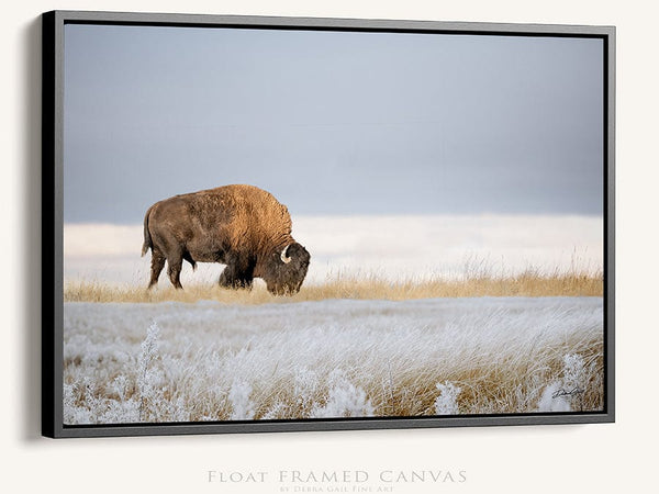 Debra Gail Fine Art Black Framed Canvas / 10x8 BISON ART PRINT or CANVAS - WINTER LANDSCAPE IN KANSAS