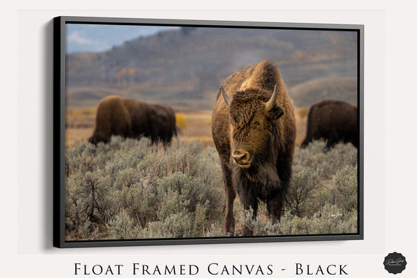 Debra Gail Fine Art Black Framed Canvas / 10x8 BISON AT YELLOWSTONE ART PRINT - WESTERN