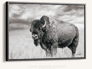 Bison wall art – rustic prairie photography print by Debra Gail Fine Art