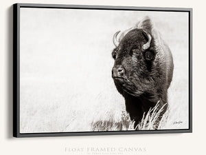 Bison wall art – rustic prairie photography print by Debra Gail Fine Art