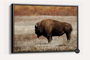 Buffalo Bison wall art canvas – rustic prairie photography print by Debra Gail Fine Art