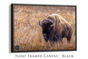 Bison wall art – neutral sepia rustic prairie photography print by Debra Gail Fine Art
