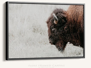 Bison wall art – neutral sepia rustic prairie photography print by Debra Gail Fine Art
