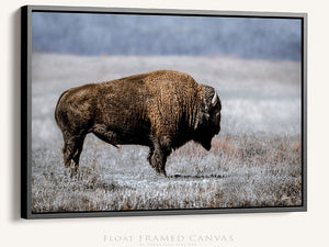 Buffalo Bison wall art canvas – blue tones rustic prairie photography print
