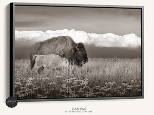 Bison wall art – rustic prairie photography print by Debra Gail Fine Art