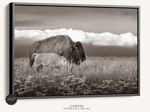 Debra Gail Fine Art Black Framed Canvas / 10x8 BUFFALO AND CALF - OKLAHOMA PLAINS PHOTOGRAPHY