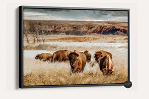 Buffalo wall art – Great Plains bison wildlife wall decor by Debra Gail Fine Art