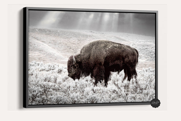 Debra Gail Fine Art Black Framed Canvas / 10x8 BUFFALO WALL ART PRINT - NATURE LOVERS DECOR