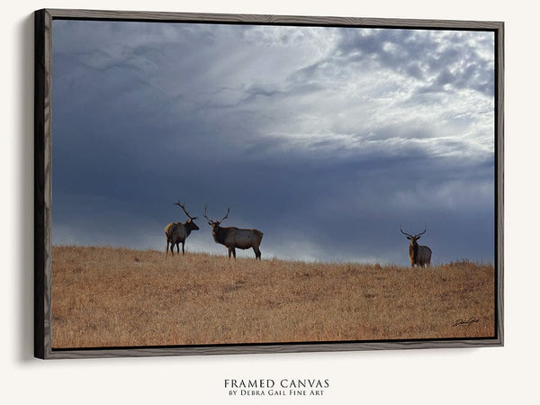 Debra Gail Fine Art Black Framed Canvas / 10x8 ELK UNDER STORMY SKIES - KANSAS PHOTOGRAPHY PRINT No. 0733