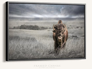 Buffalo fine art print – Great Plains wildlife wall decor by Debra Gail Fine Art