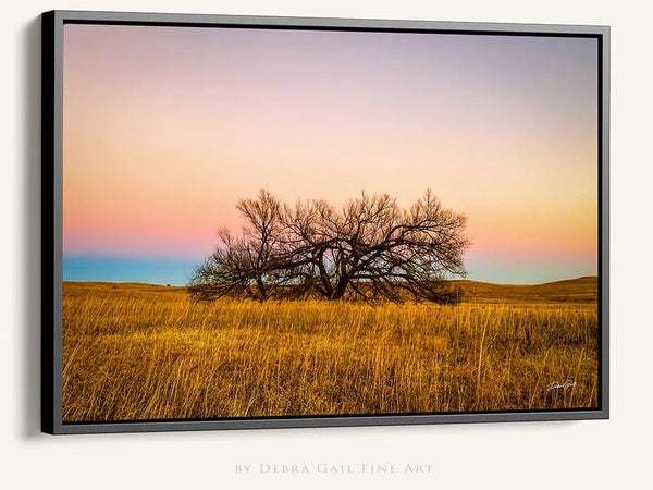 Debra Gail Fine Art Black Framed Canvas / 10x8 Flint Hills Kansas Lone Tree at Sunset | Rustic Wall Art