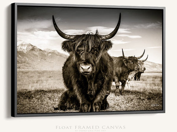 Debra Gail Fine Art Black Framed Canvas / 10x8 Highland Cattle Close Up Sepia Wall Art No. 9659